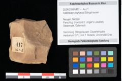 Foto (Objekt + Etikett) von Asterocalyx styriacus Ettingshausen (NHMW-GEO-2024-0188-0417)